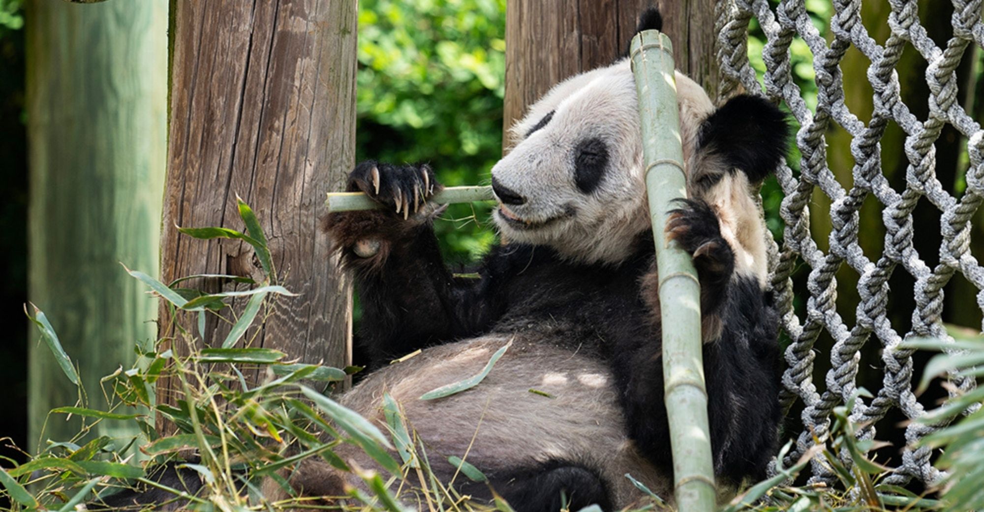 Giant Panda Ya Ya Returns to China after 20 Years