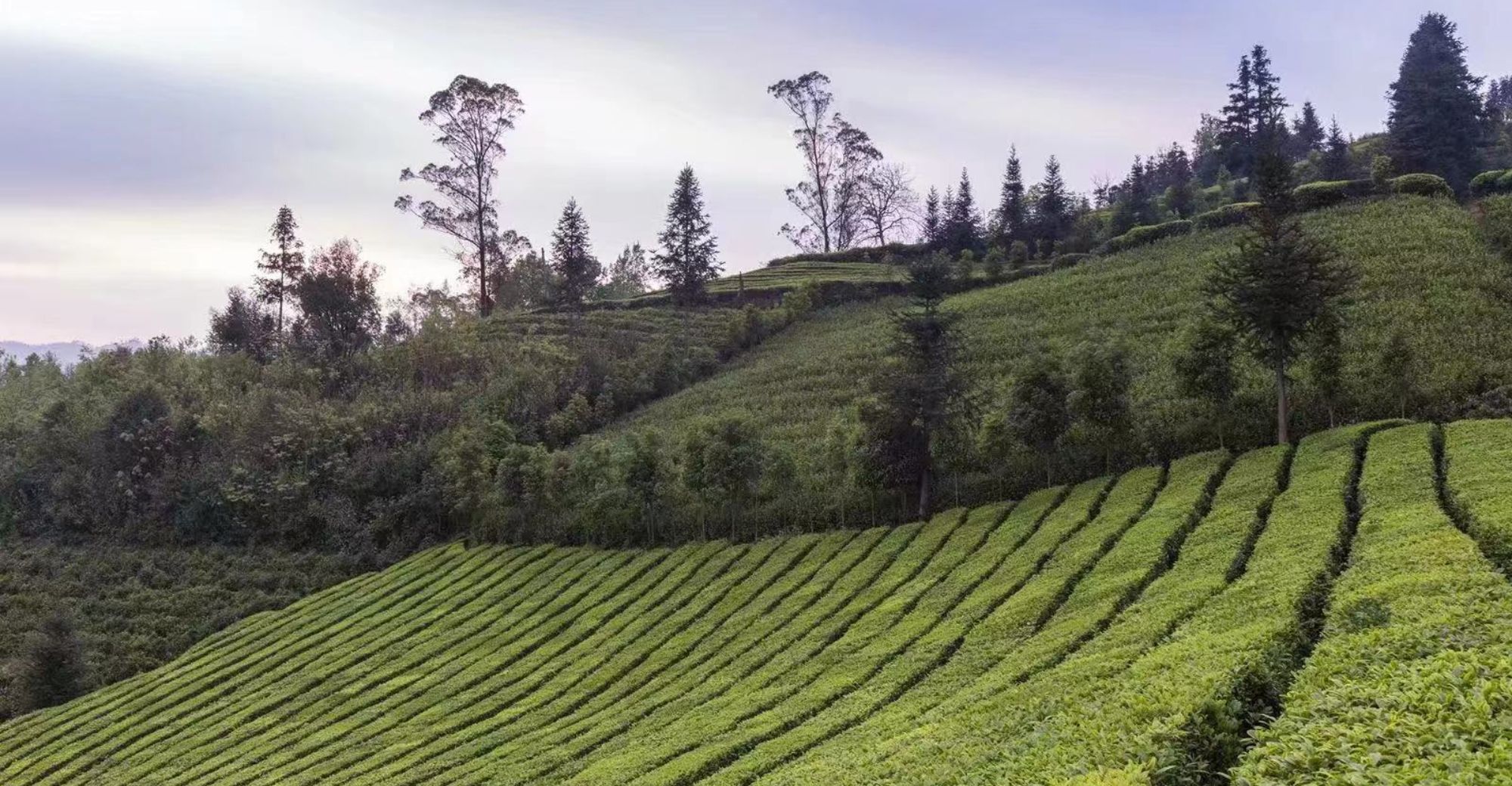 Digitization Guides Tea Production in A County in Southwest China